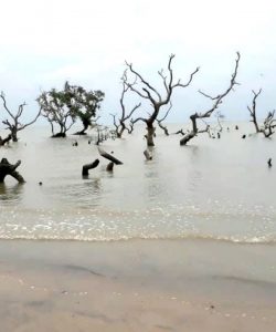 Bichitrapur Eco Park Mangrove Sanctuary