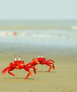 Red Crabs Sea